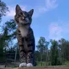 mittens & george - @mittens.and.george - TikTok