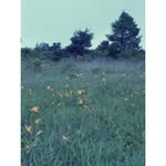 George Morey - @bronfnzariahi8 - Instagram
