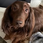 George Moser Wolff - @george_standard_dachshund - Instagram