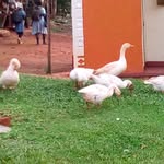 Muddu George - @muddu.george.16 - Instagram