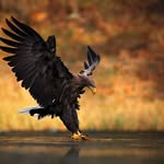 George Muntean - @george.muntean.9275 - Instagram