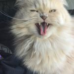 George 🐈 - @oh.my.georges - Instagram