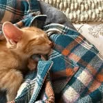 George - @george.the.orange.kat - Instagram