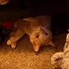 george! - @george.theorangecat - TikTok
