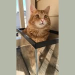 George - @orange_george__ - Instagram