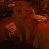 George the cat - @george_the_orange.cat - TikTok
