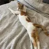george_theorangecat3 - @george_theorangecat3 - TikTok