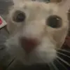 georgeisorange - @georgeisorange - TikTok