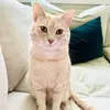 GeorgeTheOrange5 - @georgetheorange5 - TikTok