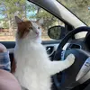 georgetheorangecat_ - @georgetheorangecat_ - TikTok