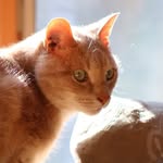 Goerge - @george.the.orange.cat - Instagram