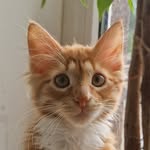 His Meowjesty George the Orange-Flavoured Demon - @george_the_orange_demon - Instagram