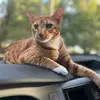 Orange George - @orange.george1 - TikTok