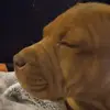 OrangeGeorge456 - @orangegeorge456 - TikTok