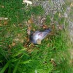 George Ormsby - @georgeormsby4 - Instagram