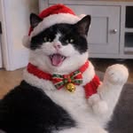 George Painter - @georgepainter_thecat - Instagram