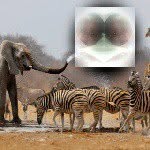 george paschal - @paschal.george - Instagram
