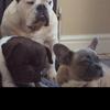 Doggies - @george_and_patch - TikTok