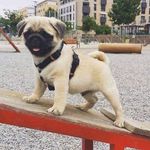 George Patch - @patch3598 - Instagram
