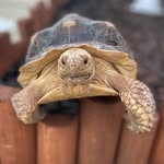 George - @georgeandpebbles - Instagram