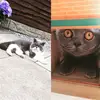 gєσяgє 🤞🏼 ρєввℓєѕ - @george_pebbles_2 - TikTok