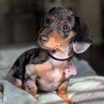 Pebbles - @pebbles_george519 - Instagram