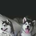 George Pelchat - Facebook