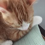 George Peorge - @georgie_peorgie_kitten - Instagram