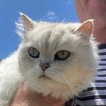 George and Pepe - @georgeandpepecats - Instagram