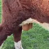George Pepe - @george.pepe3 - TikTok