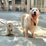 George Y Pepinho - @sirgeorgeypepinho - Instagram