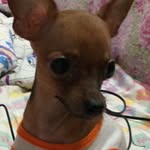 pepitinhoo - @georgepepinto - Instagram