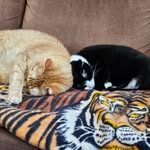 George & Pepper - @george_and_pepper - Instagram