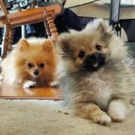 George & Pepper - @smolpompoms - Instagram