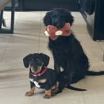 George & Pepper🐶 - @adventures_ofgeorgeandpepper - Instagram