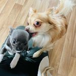 George Pepper & Ohana Ruby - @george_pepper_und_ohana_ruby - Instagram