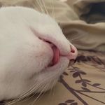 George, Pepper, Tom & Sylvester - @asian_house_cats - Instagram