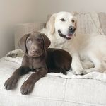 George & Percy - @georgeandpercypups - Instagram