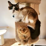 George and Percy - @thetalesoftwokitties - Instagram
