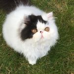 George and Percy - @george_and_percy - Instagram