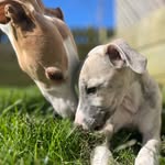 George and Percy - @georgeandpercy_ - Instagram