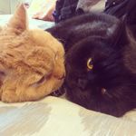 The George & Percy Show - @georgeandpercy - Instagram