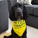 George the Therapy Dog - @george_petsastherapy - Instagram