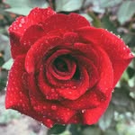 George Phillip - @georgephillip741 - Instagram