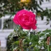 George Picken - @george.picken - TikTok
