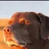 George pickens - @george.pickens531 - TikTok