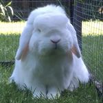 George Pickle - @george_theminilop - Instagram