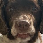 George Pickles🐶🐾 - @georgepickles7 - Instagram