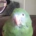 George the Flying Pickle - Facebook