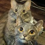 Pickle & George - @pickle_george2018 - Instagram